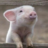 mstnuskm's profile picture. 甘やかされて生きています。ねこらとの生活。 すきな食べ物：心臓・きのみ・ベビーカステラ/春ブライト冬クリア　ﾊﾁｬ🐣4歳　https://t.co/NK97SzjxkX