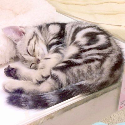珀織ヒスイさんのプロフィール画像