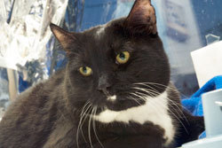 CatChatChicago's profile picture. Spreading the word about everything related to cats in Chicago.    We especially focus on cat health, rescue agencies and help for low income pet owners.