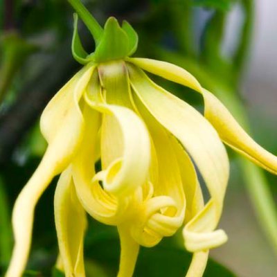 iraira61510984's profile picture. 自分がイライラすると子供が怯えるのでアンガーマネージメントが必要。
そのために毒親・ＡＣと向き合わねばと作ったアカウント。
支配的でヒステリックな母親に、きょうだいの中で自分だけ小間使い扱いされてました。
無言フォロー失礼します。