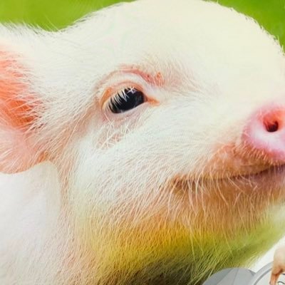 YzUKHX37KShmRdL's profile picture. 