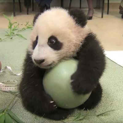 Mr. Panda 🐼🐼