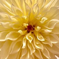 Celeste Hayes (@celeste64882539) 's Twitter Profile