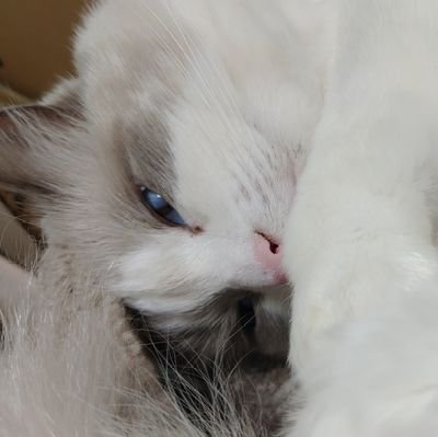 だいふくさんのプロフィール画像
