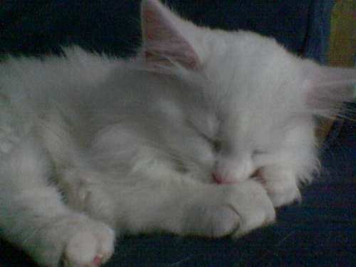 Monskie's profile picture. She / Her / They / Them / Oi you