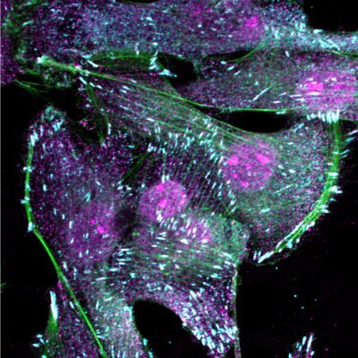 We study cellular pH dynamics across biological scales and create tools to perturb pH in living cells. University of Notre Dame Dept of Chemistry & Biochemistry