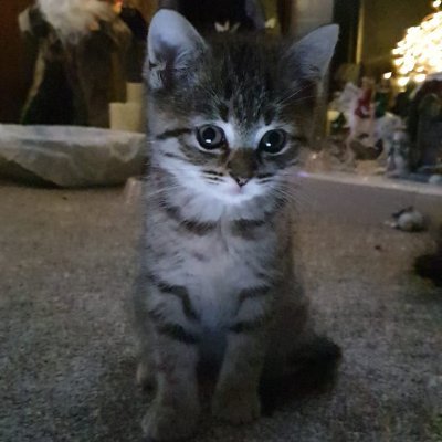 withlokii's profile picture. This is Lokii & he is stuck in the house with nothing to do but learn, so why don't you come and learn with him!
