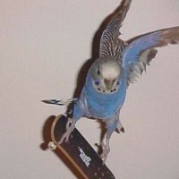 Wobbles (@psomp) 's Twitter Profile