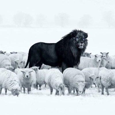 zurcla's profile picture. P R O L I F I C❄️❄️|| MANCHESTER UNITED