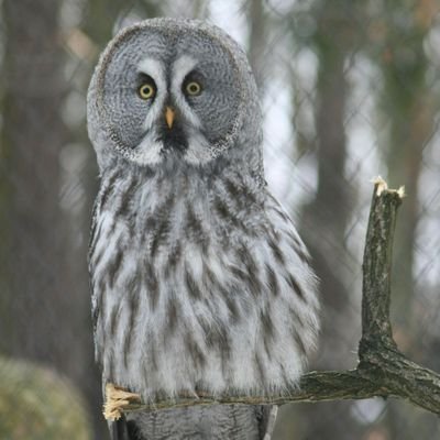 Ghost_1492's profile picture. schaut hier nur so rein.