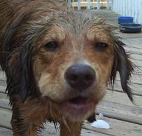 WicketShmoo's profile picture. I'm a dog named after an Ewok. Sometimes I am silly and sometimes I have seizures, there will be tweets for either. Now throw the ball!!!