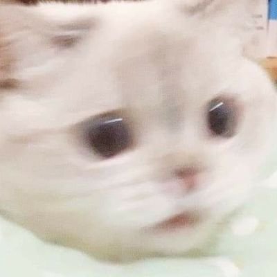 cheeseさんのプロフィール画像