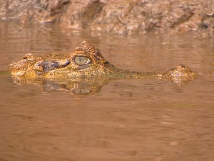 IgorJoventinoR1's profile picture. Biólogo, pesquisador na área de herpetologia e conservação da biodiversidade.