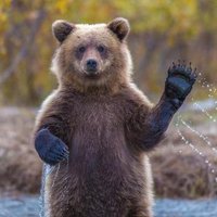 Мечката (@brsjakot) 's Twitter Profile