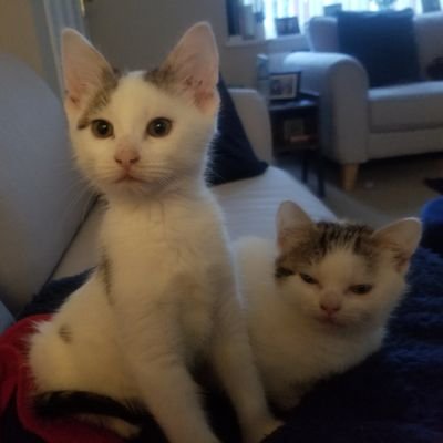 janusz_moss's profile picture. Northern @ChorleyCC