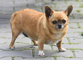 Fatdog_Lammy's profile picture. I'm an overweight chihuahua.  I look like a walking fuel tank.