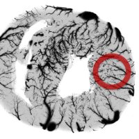 Lab for Translational Imaging of Microcirculation (@lab4tim) 's Twitter Profile