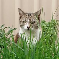 π¨ π₯ πΊπ¦ Netty's Cat π§ π³οΈβπ βΏ (@janettemattey) 's Twitter Profile
