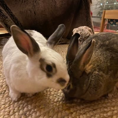 We are bunnies. We live with @BillHanage and @jenkinshelen. Tweets are in a personal capacity and not pandemic advice. We like hay and being petted