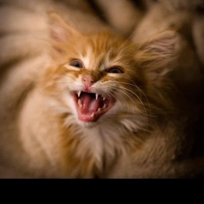 Obtusewindow's profile picture. Probably human..No dates..No DM'