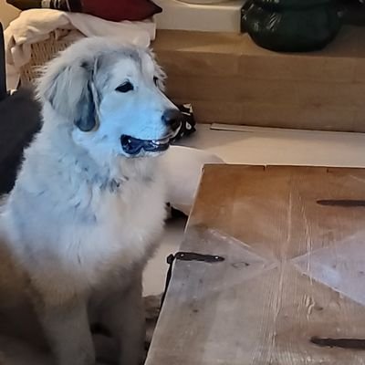 thebhaw's profile picture. 