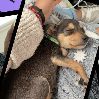 GarzonCosette's profile picture. ||Soy Cosette, el nuevo integrante de la familia Garzón.|| fan acco
Tengo 7 meses.
Mi mami es @itslittlevale