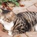 Catnapper (@linktowarriors) Twitter profile photo Catnapper (@linktowarriors) Twitter profile photo
