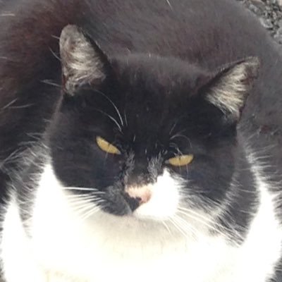 ねこにー🔞さんのプロフィール画像