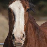 Laura Tonkin 🇺🇸 (@tonkin_laura) Twitter profile photo