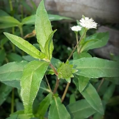 MohamedAnwarsa7's profile picture. Man with steels