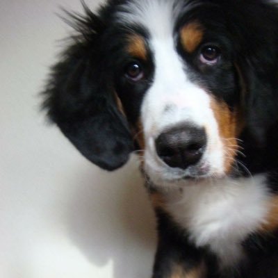 hara_ayk's profile picture. Software Engineer | Alumna @EdinburghUni | Chevening Scholar  ヴァイオリンと旅行と物件探しが好き.