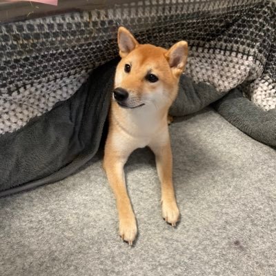 柴ころっこポンさま専用 柴犬小春 ENG sub犬用こたつ転がっとったよってに - YouTube