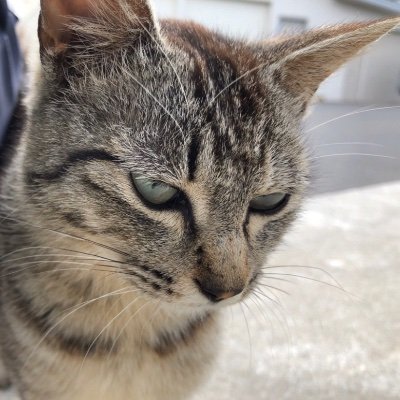 どらねこ Xl7zri9rdearylt Twitter どらねこ Xl7zri9rdearylt Twitter