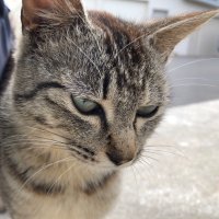 どらねこ (@wildcatdoraneko) 's Twitter Profile Photo