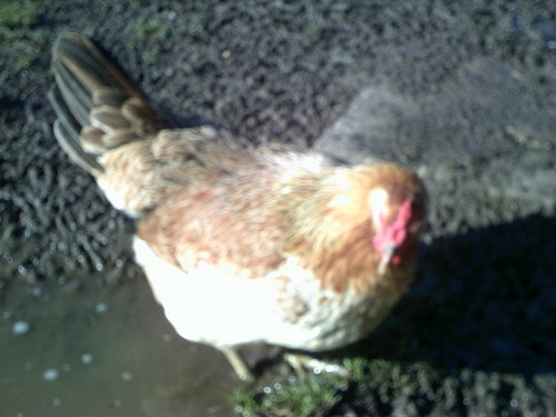 A nice smallholding set in the tranquil north lincolnhire countryside, offering a collection of rare breed chickens, fertile eggs to people who enjoy poultry.