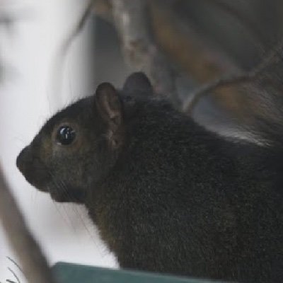 Teacher, entrepreneur, garbage scuttler. Not a rat. 361. Don’t shake my tree. Retweet ≠ endorsement.