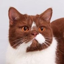 magnoliaveneno1's profile picture. 