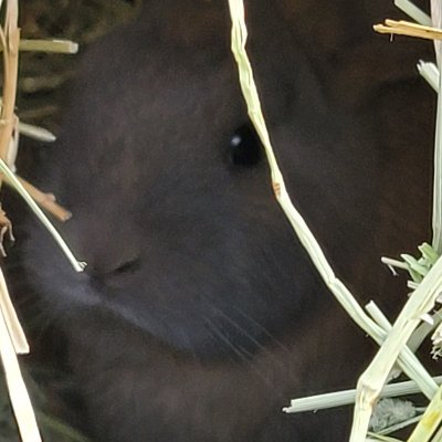 Rabbits are much more than the cute, carrot-munching creatures pop culture makes them out to be. They can dig sophisticated tunnels, and grow