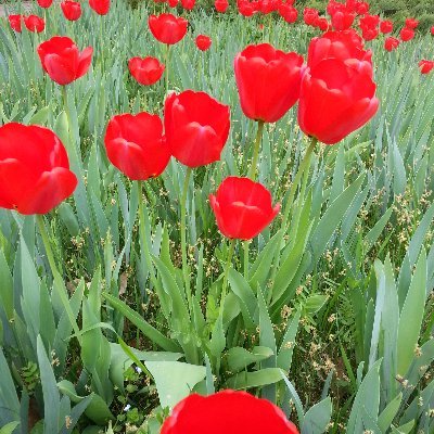 jiutianqiong's profile picture. 