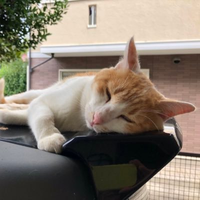 cssci2010's profile picture. 障害児・者のサッカーに関わってます。