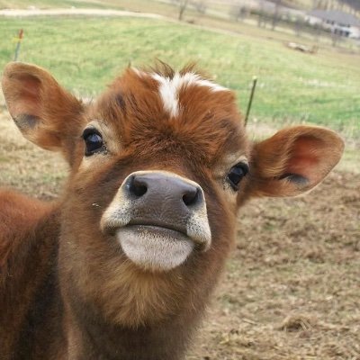 EveryDayCows Profile Picture