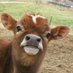 Cow (@EveryDayCows) Twitter profile photo