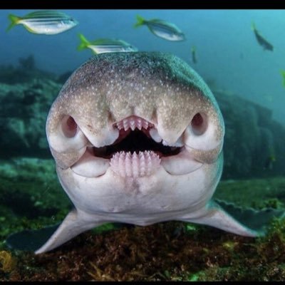 bilabialplosive's profile picture. 🇩🇪🇭🇰🇬🇧🇹🇼🇪🇺🐒