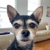 Bella362 (@brian362) Twitter profile photo