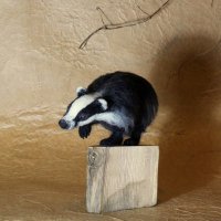 Susie Walker - @drawnbybadgers Twitter Profile Photo