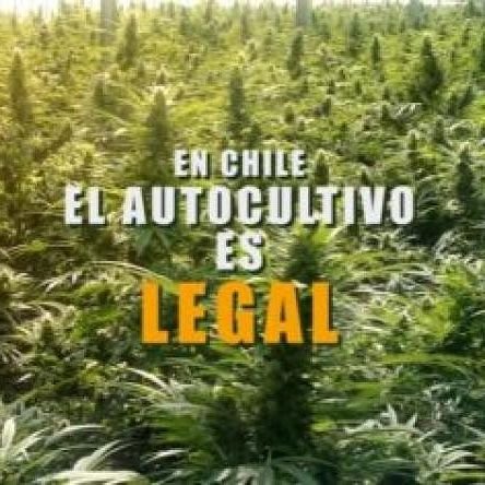 luchadora incansable de nuestros derechos humanos, ser humano libre y esencial.

Segunda ciudadana absoluta por la corte suprema en el año 2015 por autocultivo