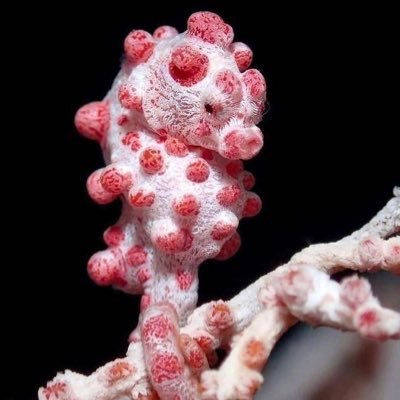 detachablefetus's profile picture. Human tourniquet, lover of tacos, sitting behind a frosted window. I will mix your Play-Doh colors.