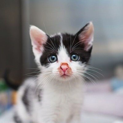 See me rescuing cats in this account:
@hope4kittens
and follow me there, because I'm going to close this soon.