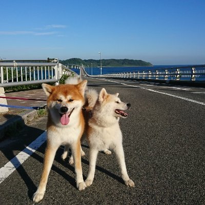 秋田犬と山口でワイワイやってます(`・ω・´)
犬プロフィール:いち(♀・2022.7.1に11歳で虹の橋へ)、りく(♂・5歳)、てる(♂・約9ヶ月)
