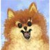 An Angry Pomeranian 生氣的博美 / 韓子 (@strugglingbean1) Twitter profile photo An Angry Pomeranian 生氣的博美 / 韓子 (@strugglingbean1) Twitter profile photo
